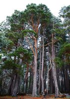 Le pin sylvestre pour une filière européenne