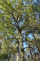 le bois de chêne pour sa noblesse et ses qualités intrinsèques