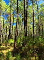 Le pin des Landes pour une filière courte
