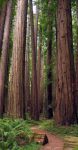 Red Cedar : bois naturellement beau et durable. Résistant au pourrissement